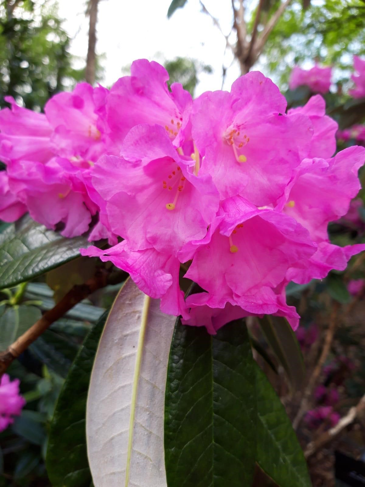 R. argyrophyllum 'Chinese Silver' AGM